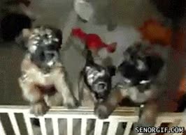 tú quita,valla,cachorros,hermanos,apartar,abusones