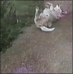 tobogan,deslizarse,dejarse caer,resbalar,perro,cuesta,rampa