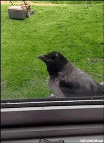 susto,ave,gato,distraido,cuervo,ventana
