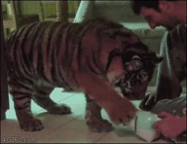 todos se asustan igual,susto,tigre,cachorro,de mano,aspirador,aspiradora,como un gatito