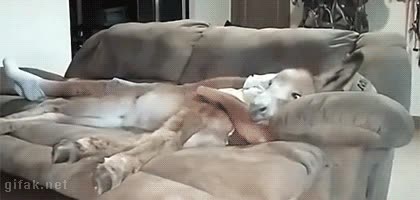 burro,borrico,asno,sofa,tumbados,amigos,acariciar