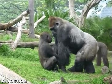 travesura,gorila,cria,a un padre as&iacute; no le vacilas tan f&aacute;cilmente,mira que quietecito se ha quedado,tirar,tierra,cara