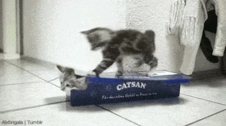 gatos,gatitos,jugar,caja,intentar salir,carcelero,prisionero