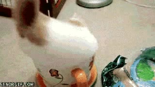 gato,gatito,taza de te,peque&ntilde;ito