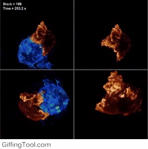 literalmente lo devora,devorar,c&eacute;lulas,virus,comer,curar