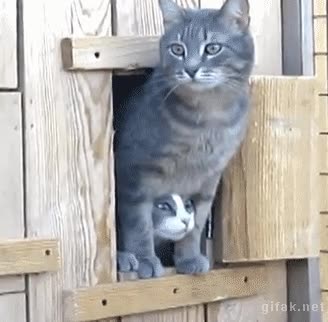 ventana,puerta,entre las piernas,asomar,gato,mirar