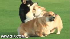 corgi,choque,chocar,a muerte,perro,perros,correr,atencion a la cara de envenenaos de la vida