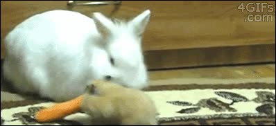 politico = rata = h&aacute;mster,ladron,robar,zanahoria,conejito,hamster