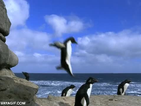 pinguino,saltar,espalda,ahora esperas un hijo m&iacute;o,patadon,caer encima,salto del tigre