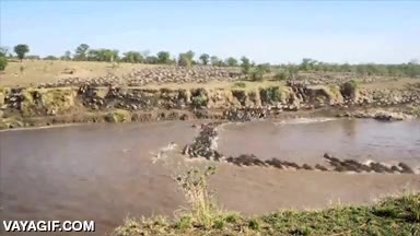 muchos ejemplares,animales,cruzar el río,se los lleva la corriente