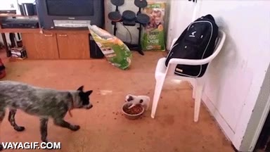 perrito,cachorro,defender,y el perro más cobarde,plato de comida,es mío