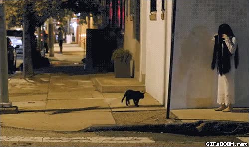 gato,susto,halloween,samara,dafuq,disfraz,negro,asustar,the ring