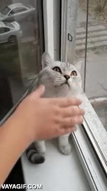 ausente,empanado,empanamiento m&aacute;ximo,casi ni pesta&ntilde;ea,atonito,gato,embobado