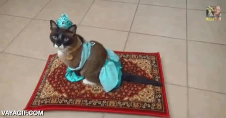 princesa,aladdin,alfombra voladora,roomba,robot aspirador,jazmine,gato