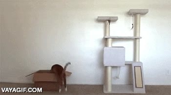 gato,lógica,divertido,caja,rascador,enorme,posibilidades,cartón,cat logic