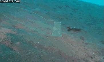 serpiente en 2D,especie de medusa plana,leptocephalus