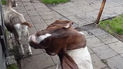 cabra,cabeza,girar cuello,miedo,poseida,exorcista