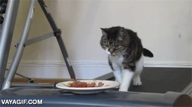buena manera de hacer que tu gato haga ejercicio,cinta transportadora,comida,plato