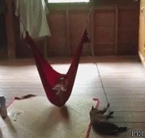 mover,balancear,mecer,esclavo,hamaca,gato