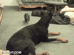 travieso,jugar,trollear,perro,peque&ntilde;o,beb&eacute;,lechon,cerdito,cerdo