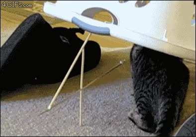 palillos,trampa m&aacute;s cl&aacute;sica del mundo,cesta,atrapado,cazado