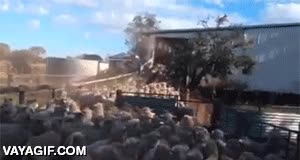 perro,atascos a mí,ninja,rebaño,por encima,caminar,ovejas