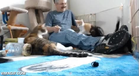 hombre,locura,asustarse,en cadena,gatos,reaccion