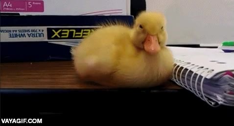 No me estoy durmiendo, que no me estoy durm... ¿Ves como no? ¡Socorro! pato,patito,torpe,dormirse,caer,al vuelo,por poco