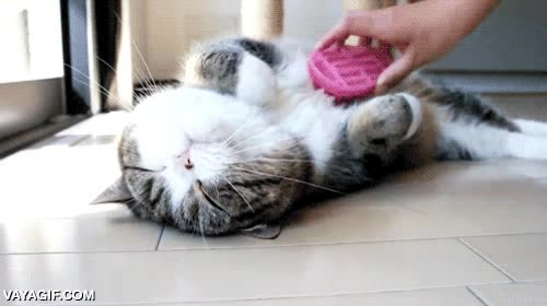 regalado,dormido,agusto,cepillo,peine,cepillar,gato
