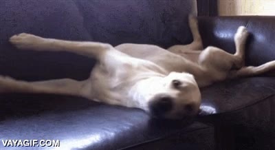 sue&ntilde;an,so&ntilde;ar,perro,sofa,susto,despertarse,sobresalto