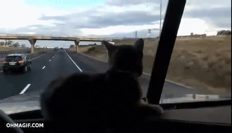 velocidad,miedo,asustarse,salpicadero,gato,coche