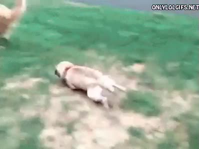 fail,carlino,dos pasos y al suelo,al suelo,torpe,perros,correr