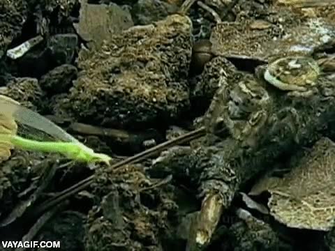 velocirar,mordisco,atacar,comer,presa,araña saltadora,rapido