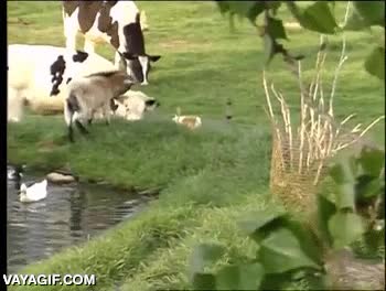 vacas,burro,atacar,patada,karatekas,conejitos,cabra