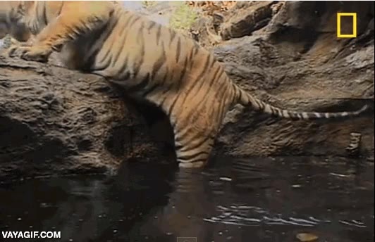 baño,meterse poco a poco,tigre,bañarse,jacuzzi de tigres