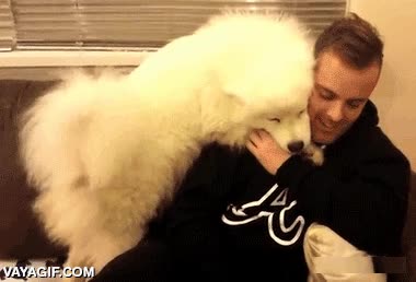 perrito,felicidad absoluta,contento,cari&ntilde;oso,cari&ntilde;o,perro,samoyedo