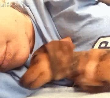 mono,adorable,apalancarse,dormir,perrito,perro