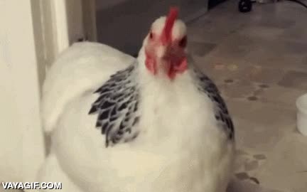 plumas,se eriza entera,estornudar,estornudo