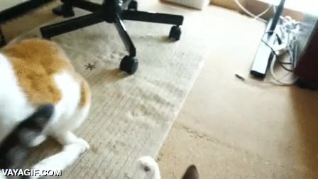 Veo que las clases de jiujitsu que le pagué a mi gato sirvieron para algo jugar,pelea,artes marciales,jiujitsu,gato