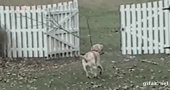 romper,correr,rama,verja,puerta,perro