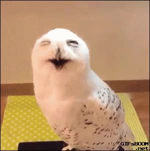 seguramente no se rie y es por otra cosa pero lo parece,reir,risa,buho,lechuza