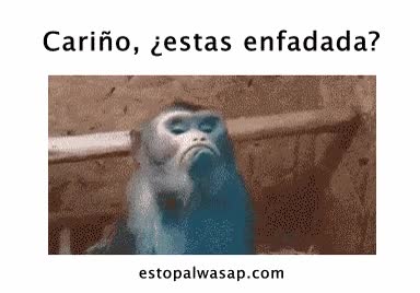 mono,enfadada,de morros,cari&ntilde;o,novia,pareja