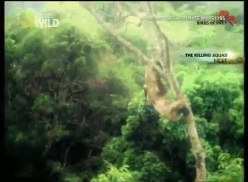 perezoso,rapaz,aguila,national geographic,nat geo,lentitud,que pocos reflejos