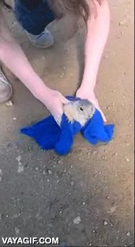 engordar,toalla,agujero,sacar,perrito de la pradera,rescatar,atrapado