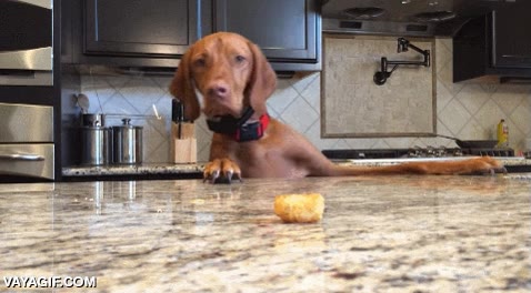 perro,cocina,no llegar,alcanzar,objetivos