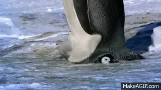 pingüino,madre,cría,caminar,pisar,hacerlo mal