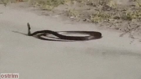 bailar,locura,movimientos sin sentido,serpiente,amigos,salir de fiesta
