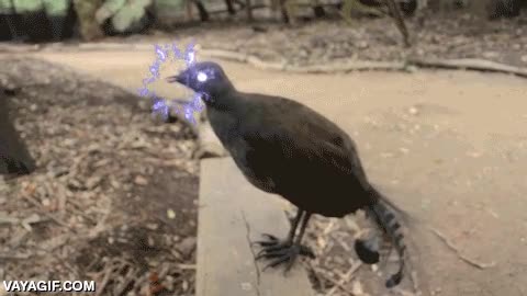 poseido,poder,disparar,energia,piu piu piu,pajro,ave