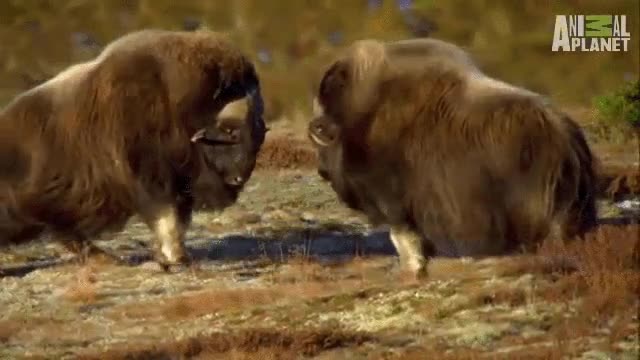 onda expansiva,pelaje,cabezazo,animal planet,poca broma con el golpe