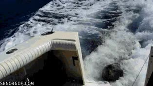 robar,subir,lancha,abordaje,leon marino,foca